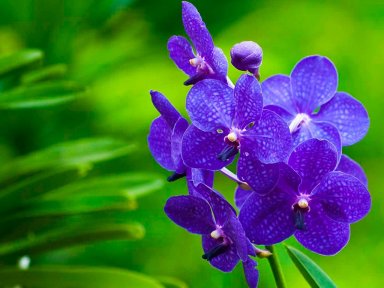Орхидея — самый красивый цветок для дома